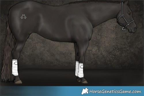 Horse Color:Liver Chestnut 