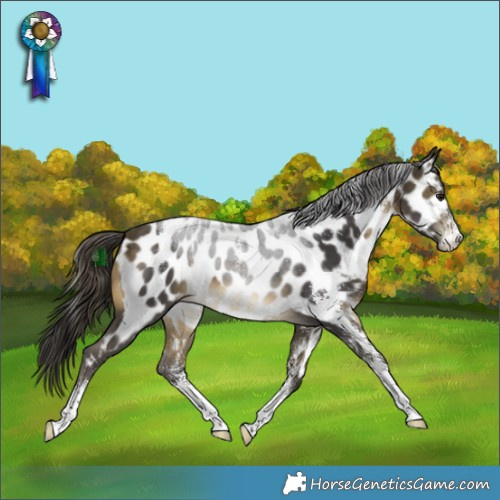 Horse Color:Powder White White Spotted Buckskin Appaloosa