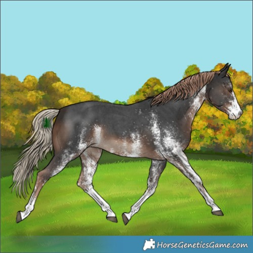 Horse Color:White Spotted Liver Chestnut 