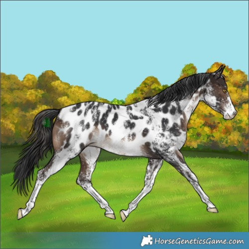 Horse Color:Powder White White Spotted Brown Near Leopard