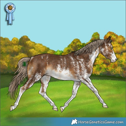 Horse Color:White Spotted Chocolate Palomino Rabicano 