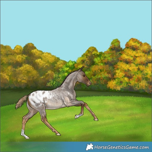 Horse Color:Chocolate Palomino Roan Appaloosa Rabicano 