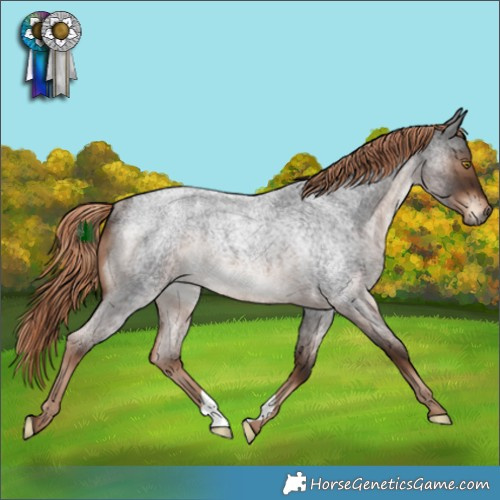 Horse Color:Liver Red Roan Rabicano 