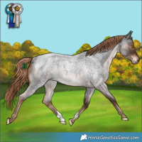 Horse Color:Liver Red Roan Rabicano