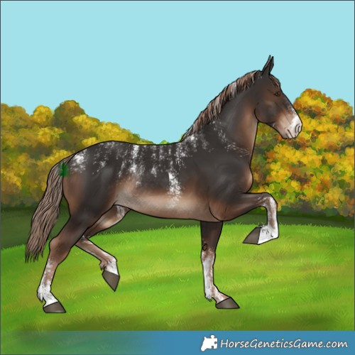 Horse Color:Powder White Liver Chestnut Rabicano 