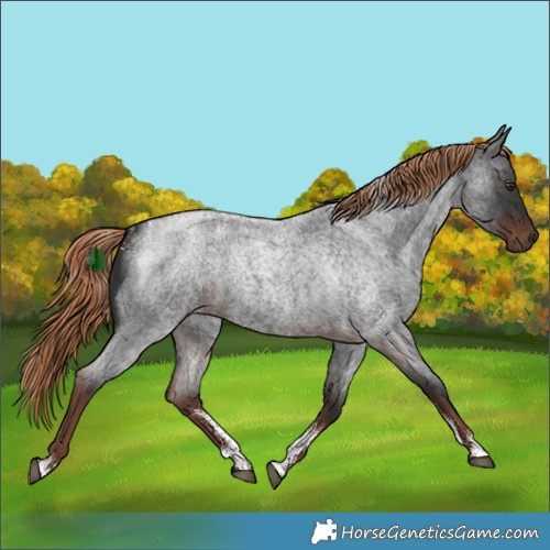 Horse Color:Powder White Liver Red Roan Rabicano