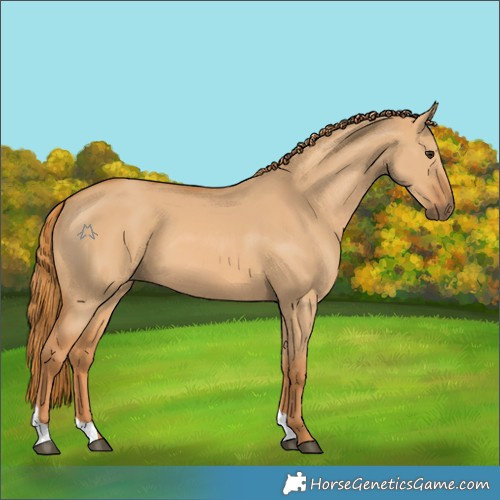 Horse Color:Red Dun 
