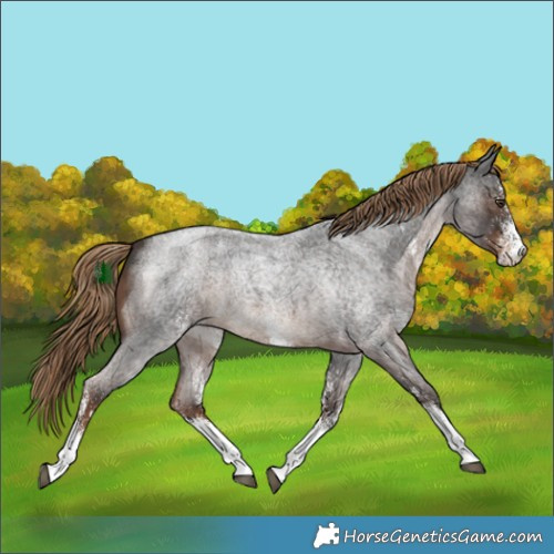 Horse Color:White Spotted Liver Red Roan Rabicano 
