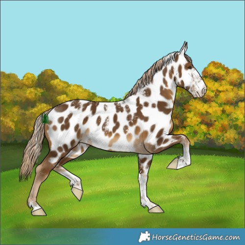 Horse Color:Powder White Chocolate Palomino Appaloosa 