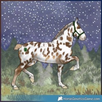 Horse Color:Powder White Chocolate Palomino Near Leopard 