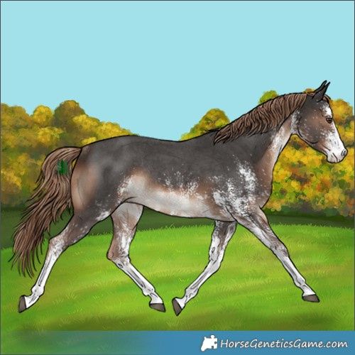 Horse Color:White Spotted Liver Chestnut Rabicano 