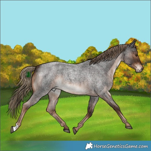 Horse Color:Liver Red Roan Rabicano
