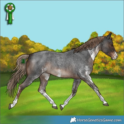 Horse Color:White Spotted Liver Red Roan Rabicano