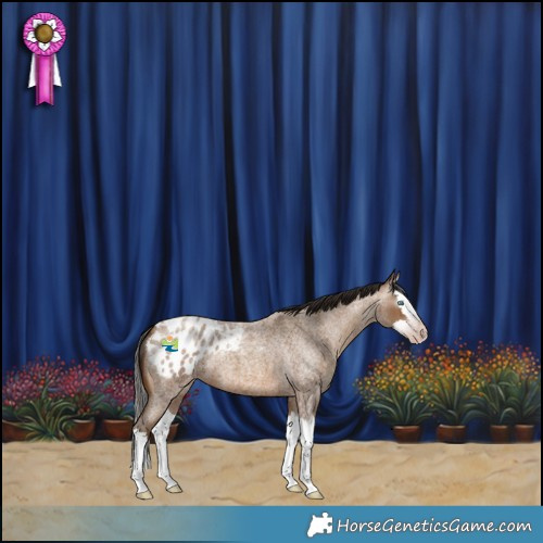 Horse Color:Gray Amber Champagne Roan Splash Appaloosa 