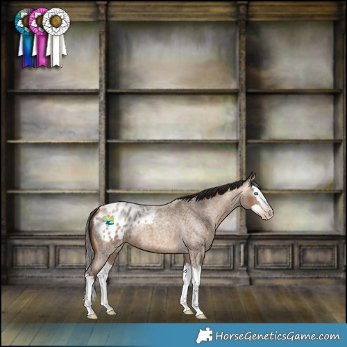 Horse Color:Gray Amber Champagne Roan Splash Blanket 