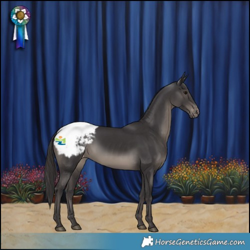 Horse Color:Smoky Black Snowcap