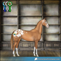 Horse Color:Gray Gold Champagne Splash Blanket