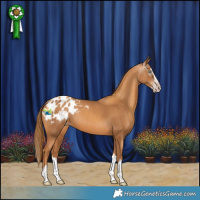 Horse Color:Gray Gold Champagne Splash Appaloosa 