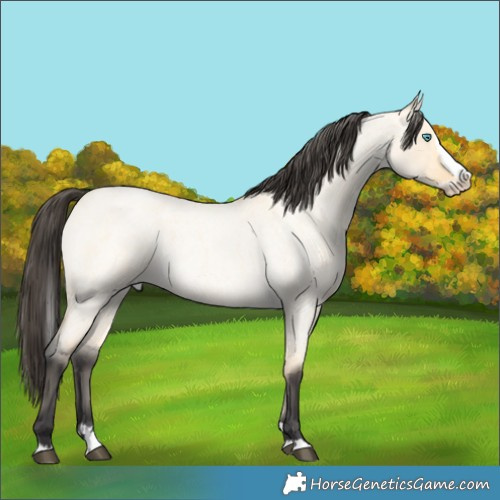Horse Color:Buckskin Roan Dun Splash 