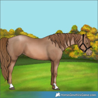 Horse Color:Liver Chestnut Pearl 