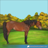 Horse Color:Bay 