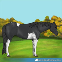 Horse Color:Black Tobiano 