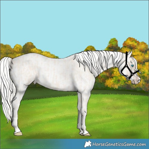 Horse Color:Cremello Roan Splash and Cremello Roan Splash