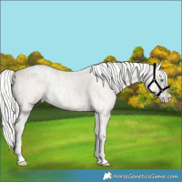 Horse Color:Cremello Roan Splash  and Cremello Roan Splash 
