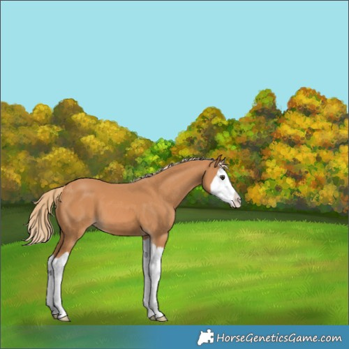 Horse Color:Chestnut Splash 