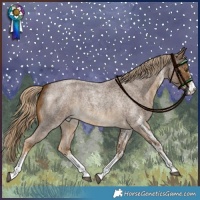 Horse Color:White Spotted Chocolate Palomino Roan Rabicano 