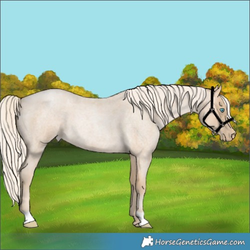 Horse Color:Palomino Roan Pearl 