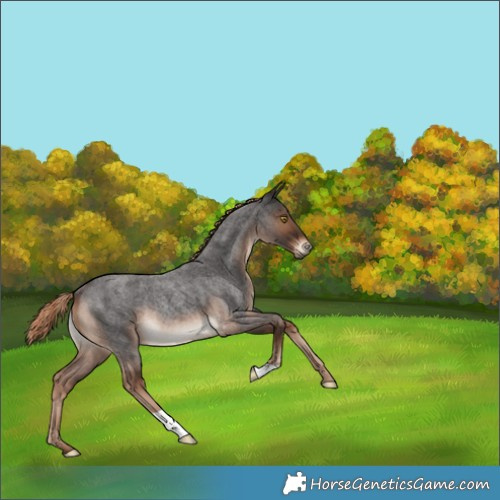 Horse Color:Liver Red Roan Rabicano