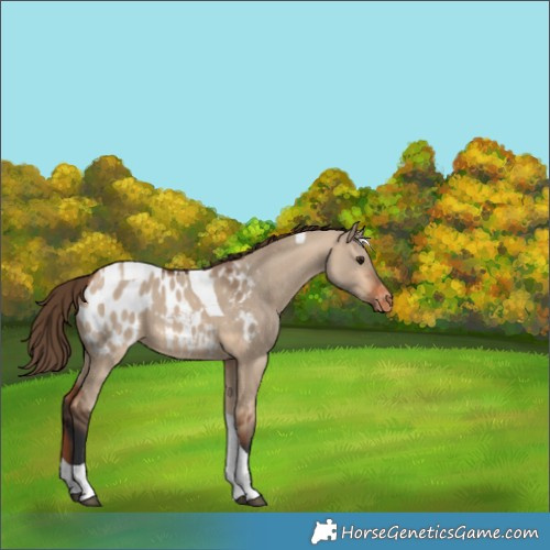 Horse Color:Bay Dun Tobiano Blanket 