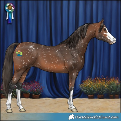 Horse Color:Bay Appaloosa
