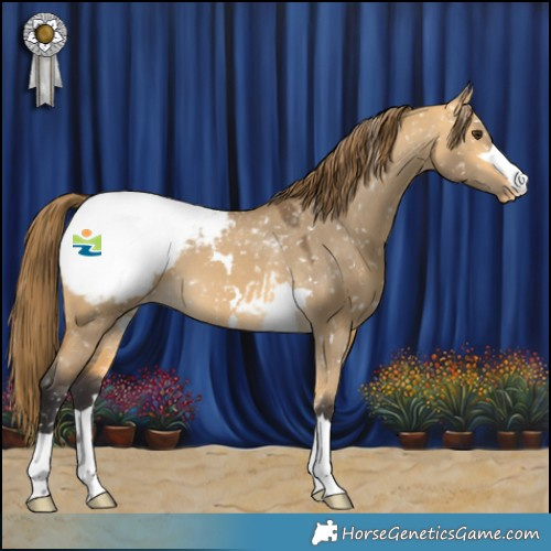 Horse Color:Buckskin Dun Appaloosa 