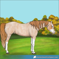 Horse Color:Red Roan Splash