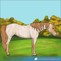 Horse Color:Red Roan Splash