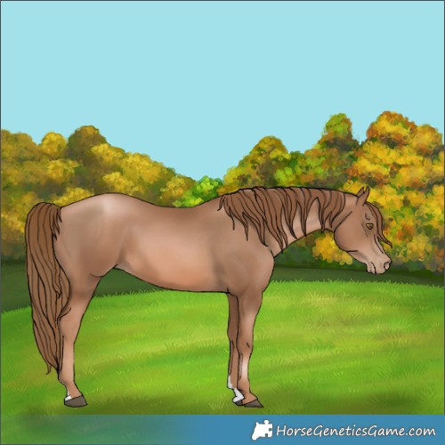 Horse Color:Liver Chestnut Pearl 
