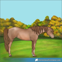Horse Color:Liver Chestnut Pearl