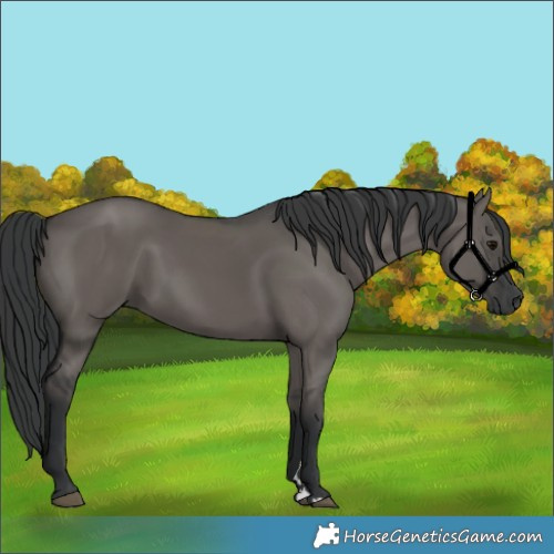 Horse Color:Grullo Rabicano