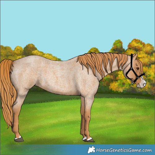 Horse Color:Red Roan Splash 