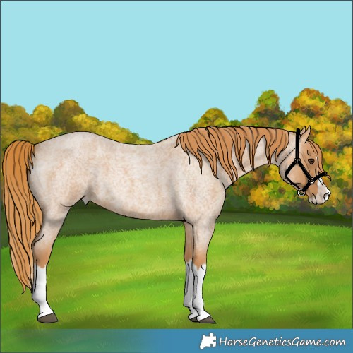 Horse Color:Red Roan Splash