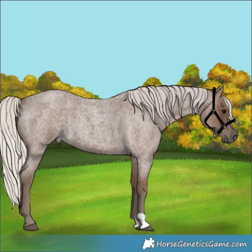 Horse Color:Silver Blue Roan