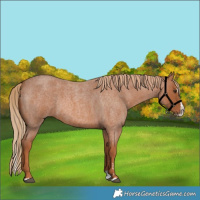 Horse Color:Red Roan Splash 