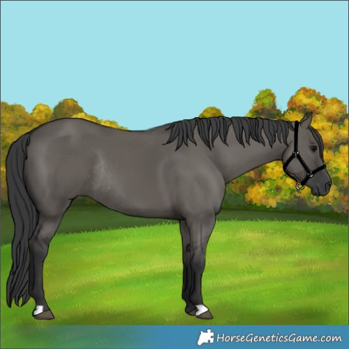 Horse Color:Grullo Rabicano 