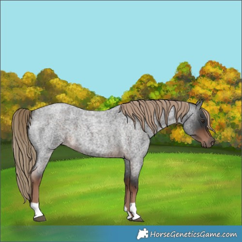 Horse Color:Liver Red Roan 