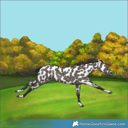 Horse Color:Smoky Grullo Near Leopard Brindle