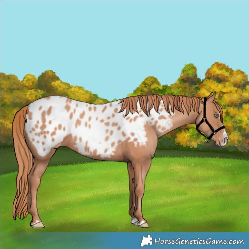 Horse Color:Gold Champagne Splash Blanket Rabicano 