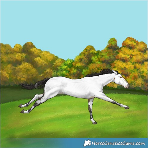 Horse Color:Buckskin Dun Appaloosa Brindle