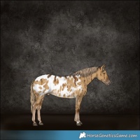 Horse Color:Chocolate Palomino Dun Blanket Brindle